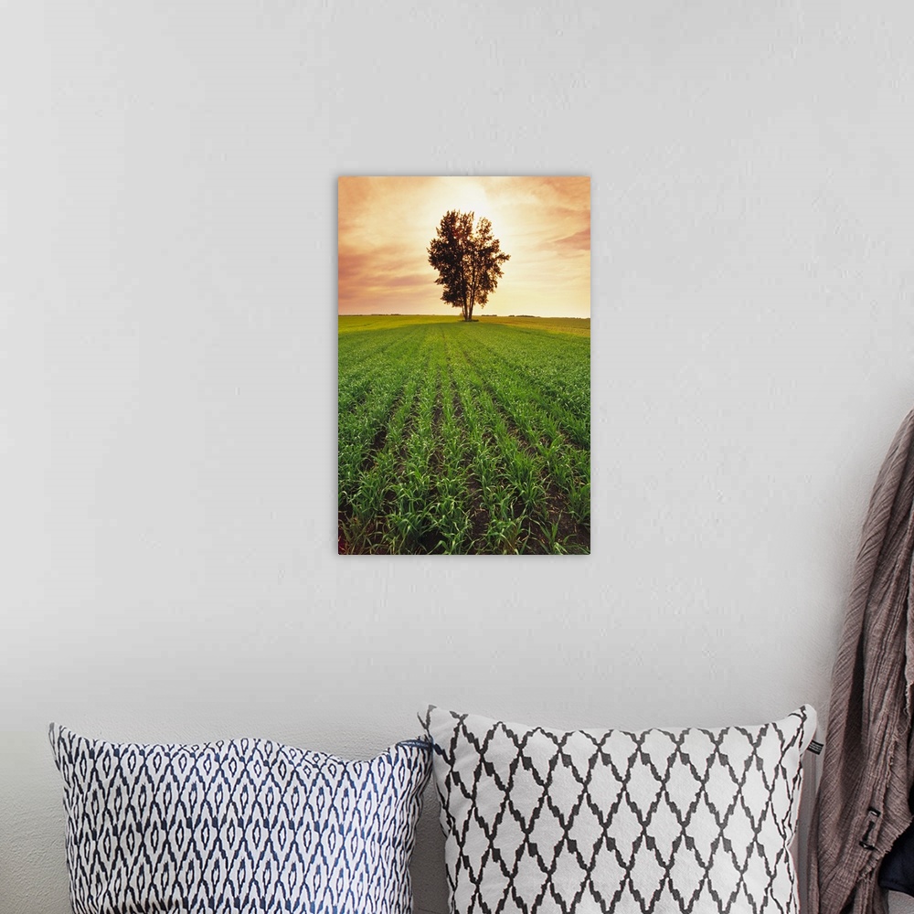 A bohemian room featuring Early growth barley field shortly before sunset with a tree in the center