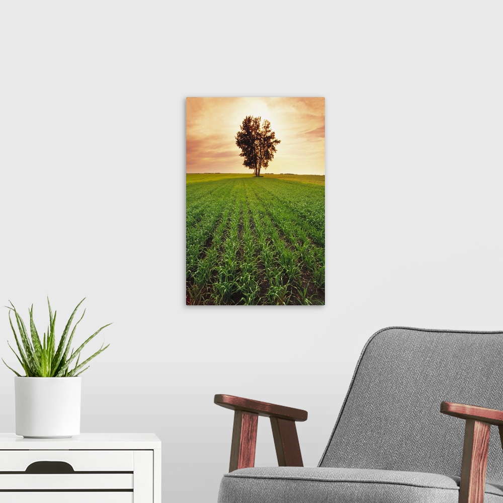 A modern room featuring Early growth barley field shortly before sunset with a tree in the center