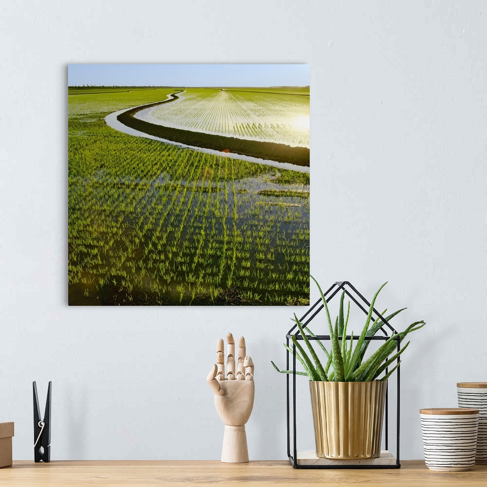 A bohemian room featuring Early growth rice plants in a newly flooded field with a levee