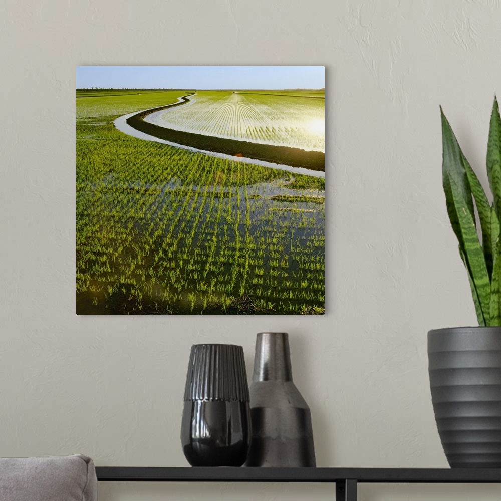 A modern room featuring Early growth rice plants in a newly flooded field with a levee