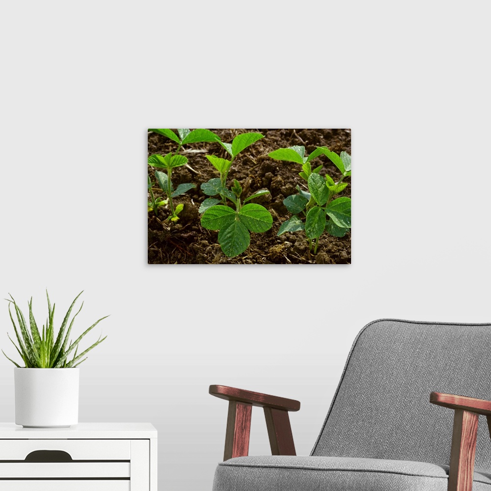 A modern room featuring Early growth soybean plants growing in a minimum tillage field, Mississippi