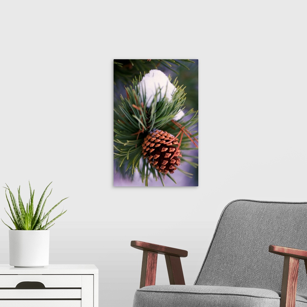 A modern room featuring Early Snow On Pine Tree Branch With Pinecone