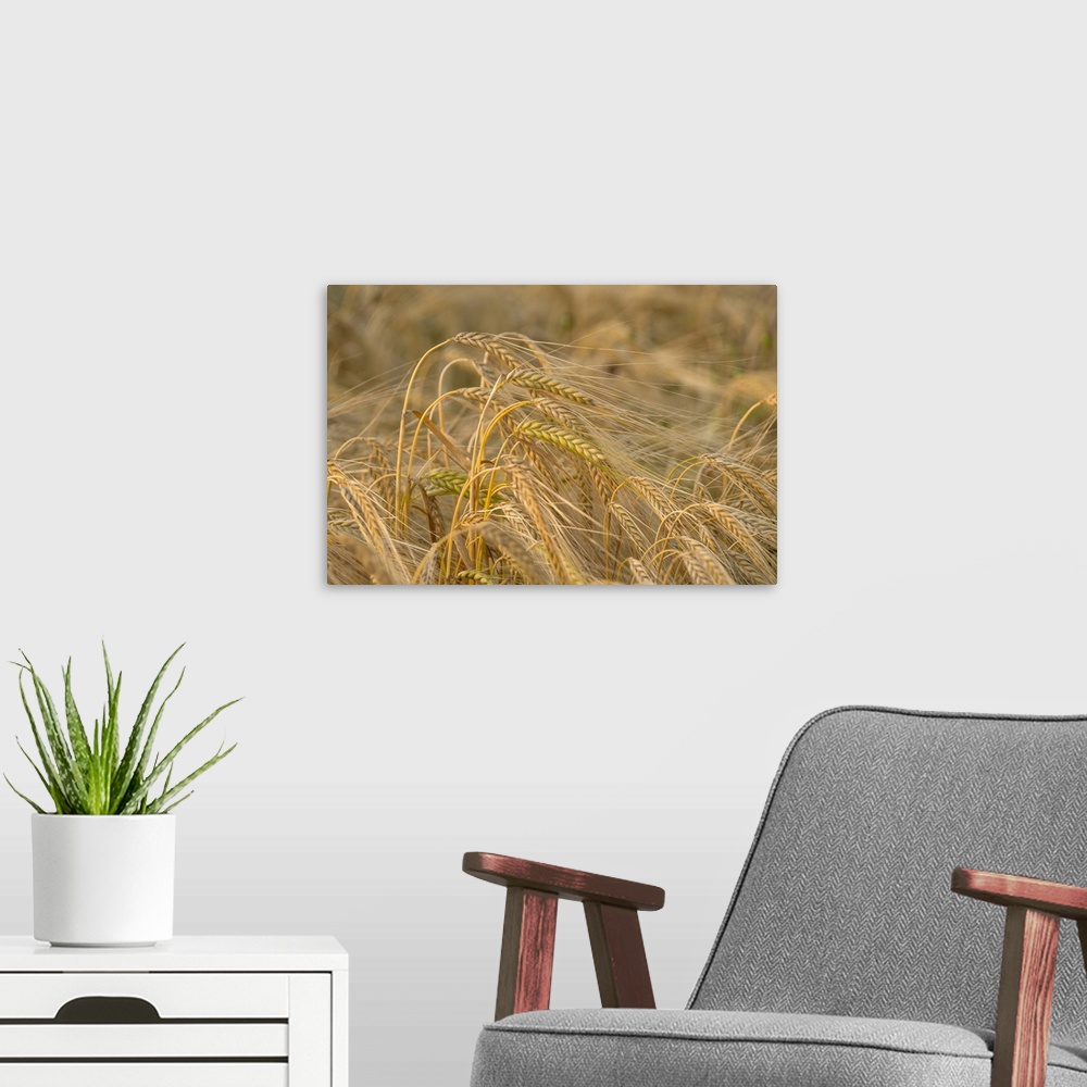 A modern room featuring Ears of ripening barley.