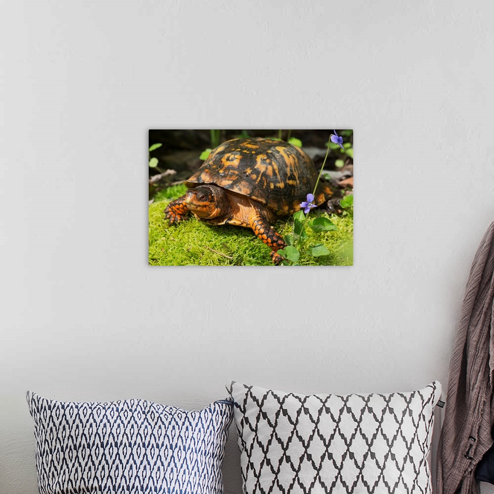 A bohemian room featuring Eastern box turtle on sphagnum moss among blue violets, Connecticut