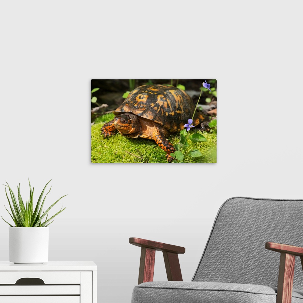 A modern room featuring Eastern box turtle on sphagnum moss among blue violets, Connecticut