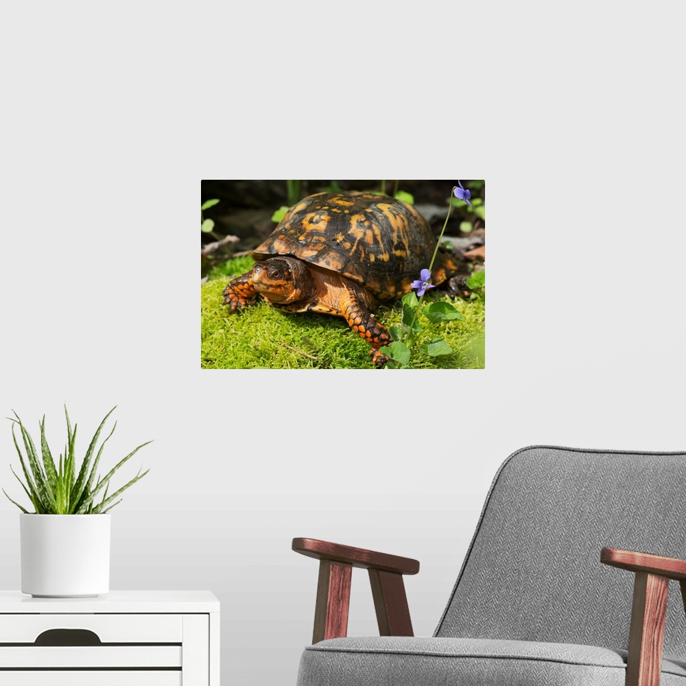 A modern room featuring Eastern box turtle on sphagnum moss among blue violets, Connecticut
