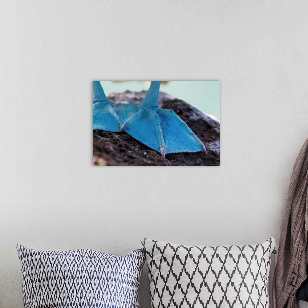 A bohemian room featuring Ecuador, Galapagos Islands, The feet of a blue footed booby