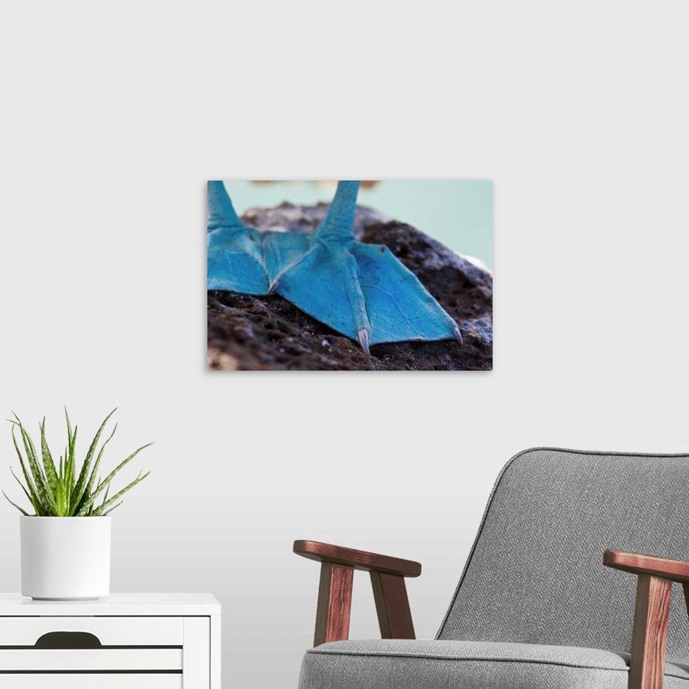 A modern room featuring Ecuador, Galapagos Islands, The feet of a blue footed booby