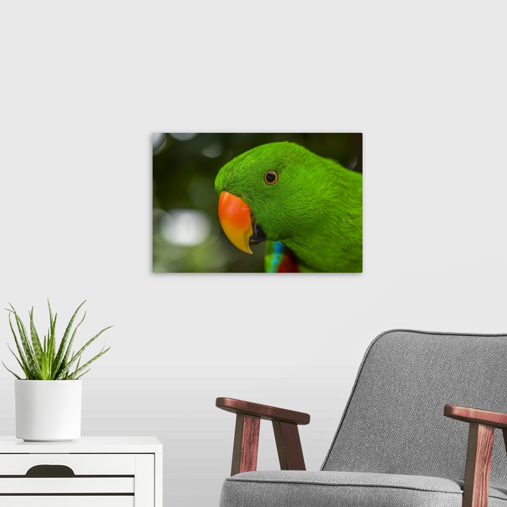 A modern room featuring Electus Parrot At Victoria Butterfly Gardens; Victoria, British Columbia, Canada