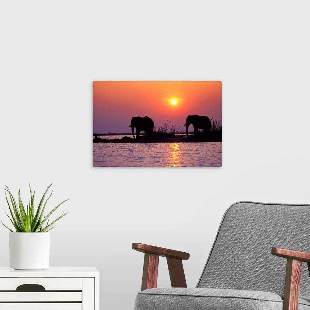 A modern room featuring Elephant Silhouettes