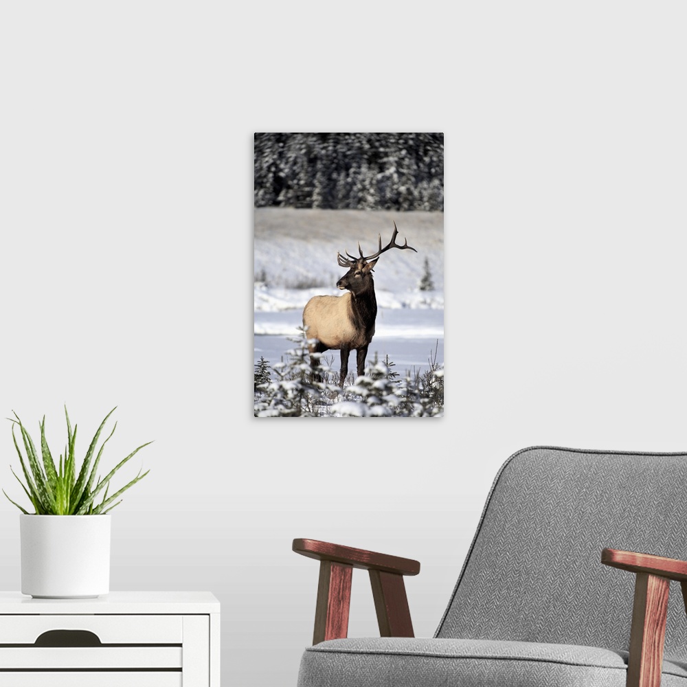 A modern room featuring Elk (Cervus Canadensis) Bull During Winter