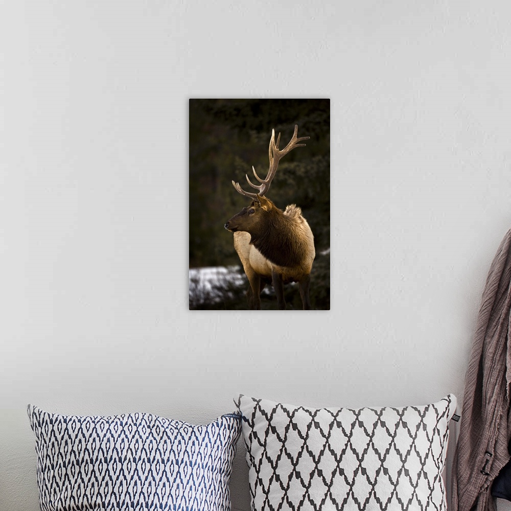 A bohemian room featuring Elk (Cervus Canadensis) Bull Looking To The Side