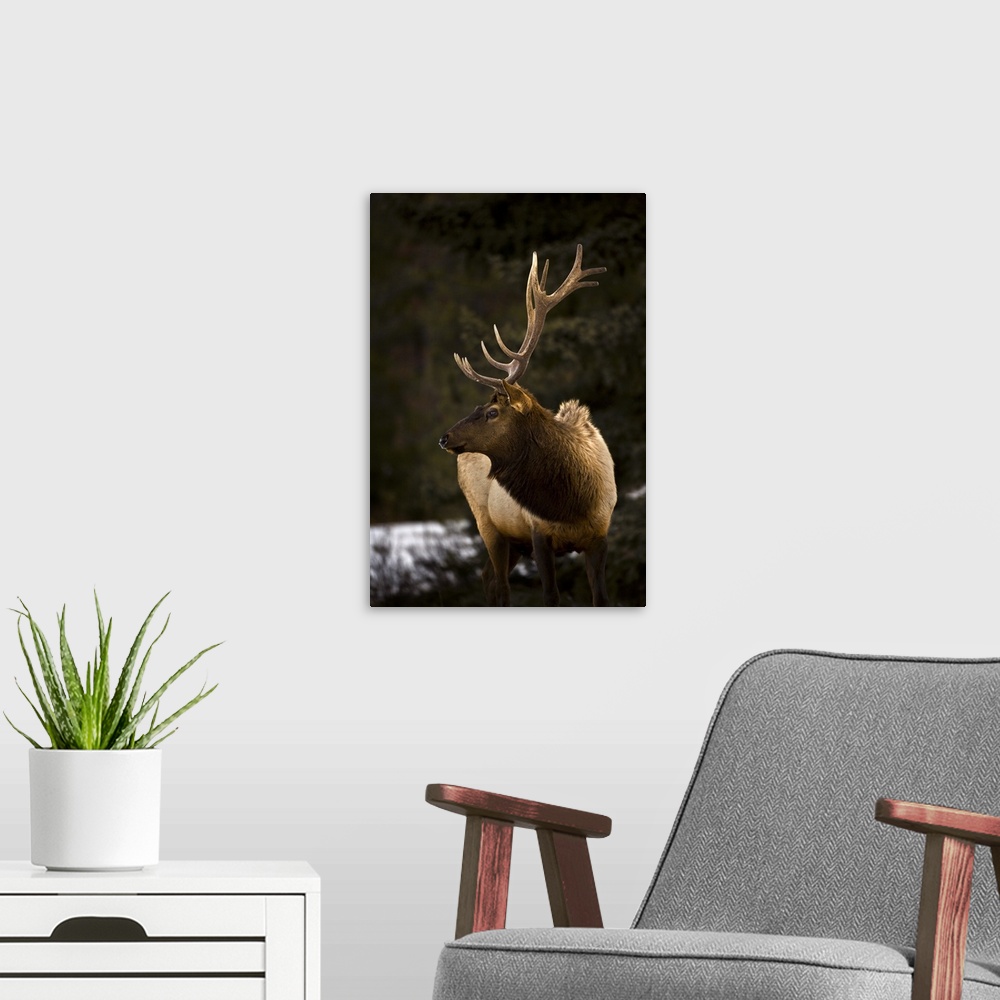 A modern room featuring Elk (Cervus Canadensis) Bull Looking To The Side