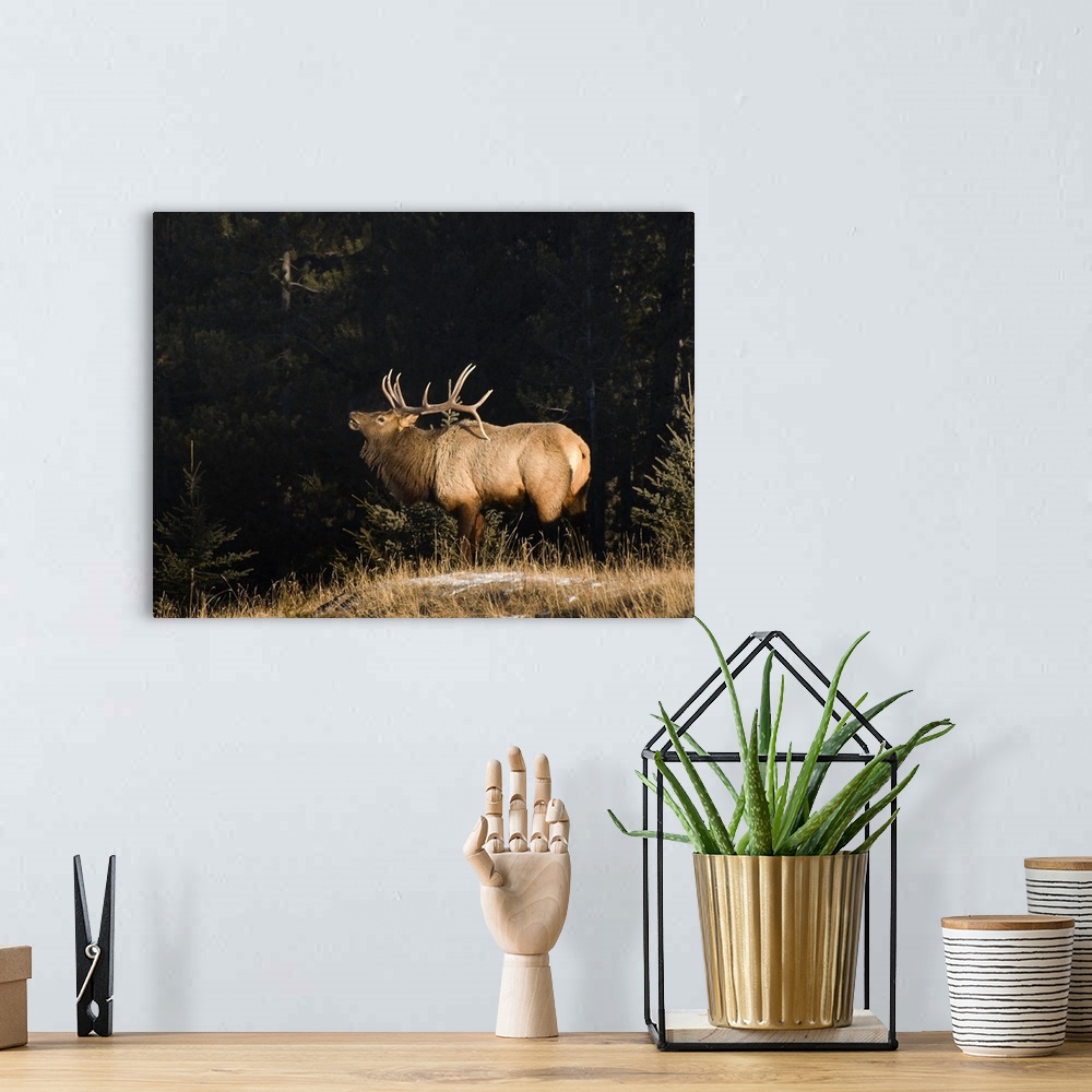 A bohemian room featuring Elk In Forest, Banff National Park, Alberta, Canada