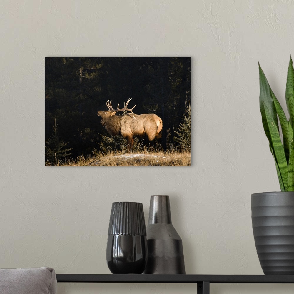 A modern room featuring Elk In Forest, Banff National Park, Alberta, Canada