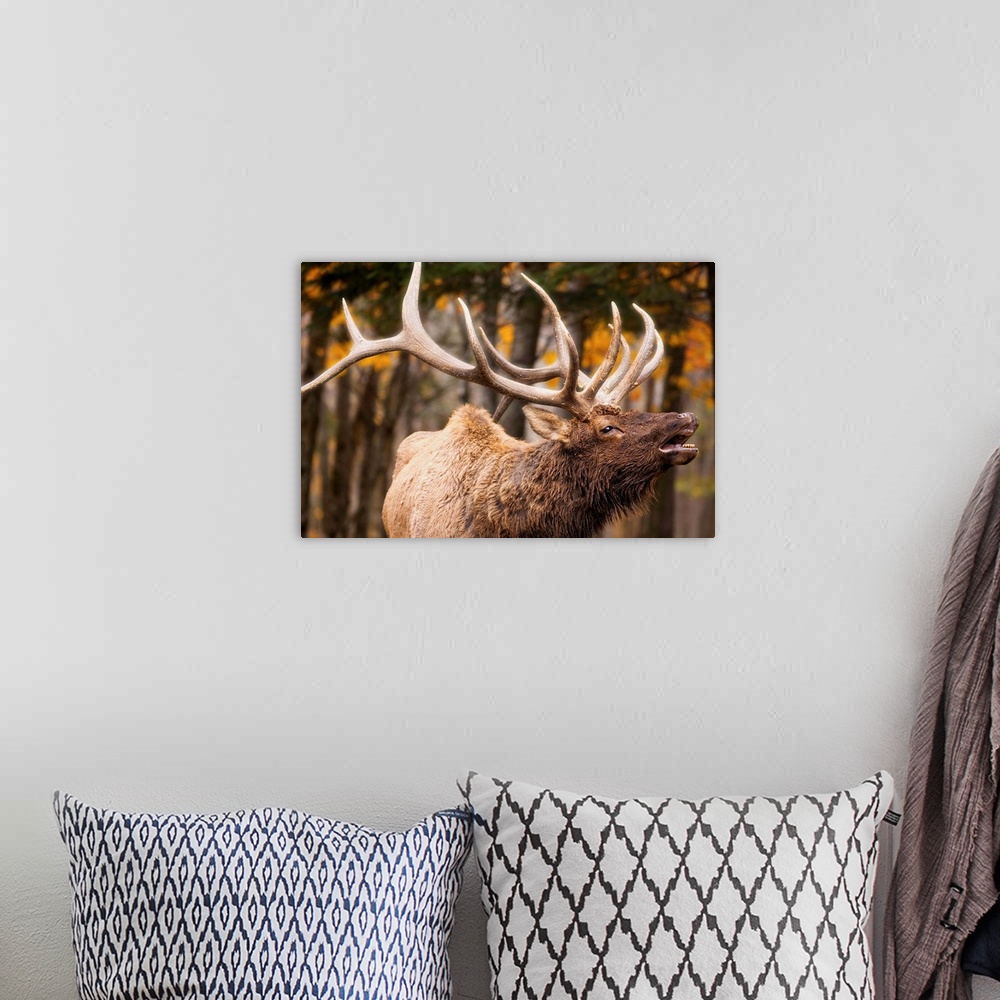 A bohemian room featuring Elk In The Forest