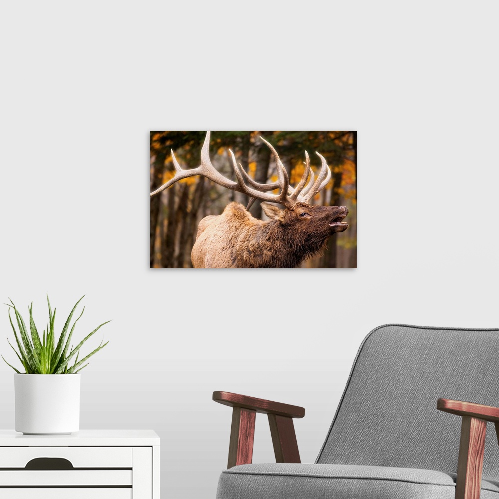 A modern room featuring Elk In The Forest
