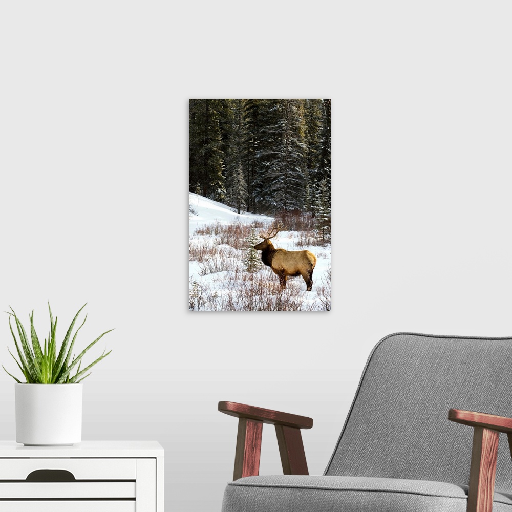 A modern room featuring Elk In Winter Forest, Banff National Park, Alberta, Canada
