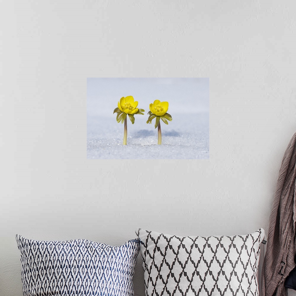 A bohemian room featuring Eranthis Hyemalis in Snow, Franconia, Bavaria, Germany