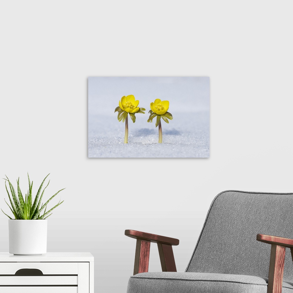 A modern room featuring Eranthis Hyemalis in Snow, Franconia, Bavaria, Germany