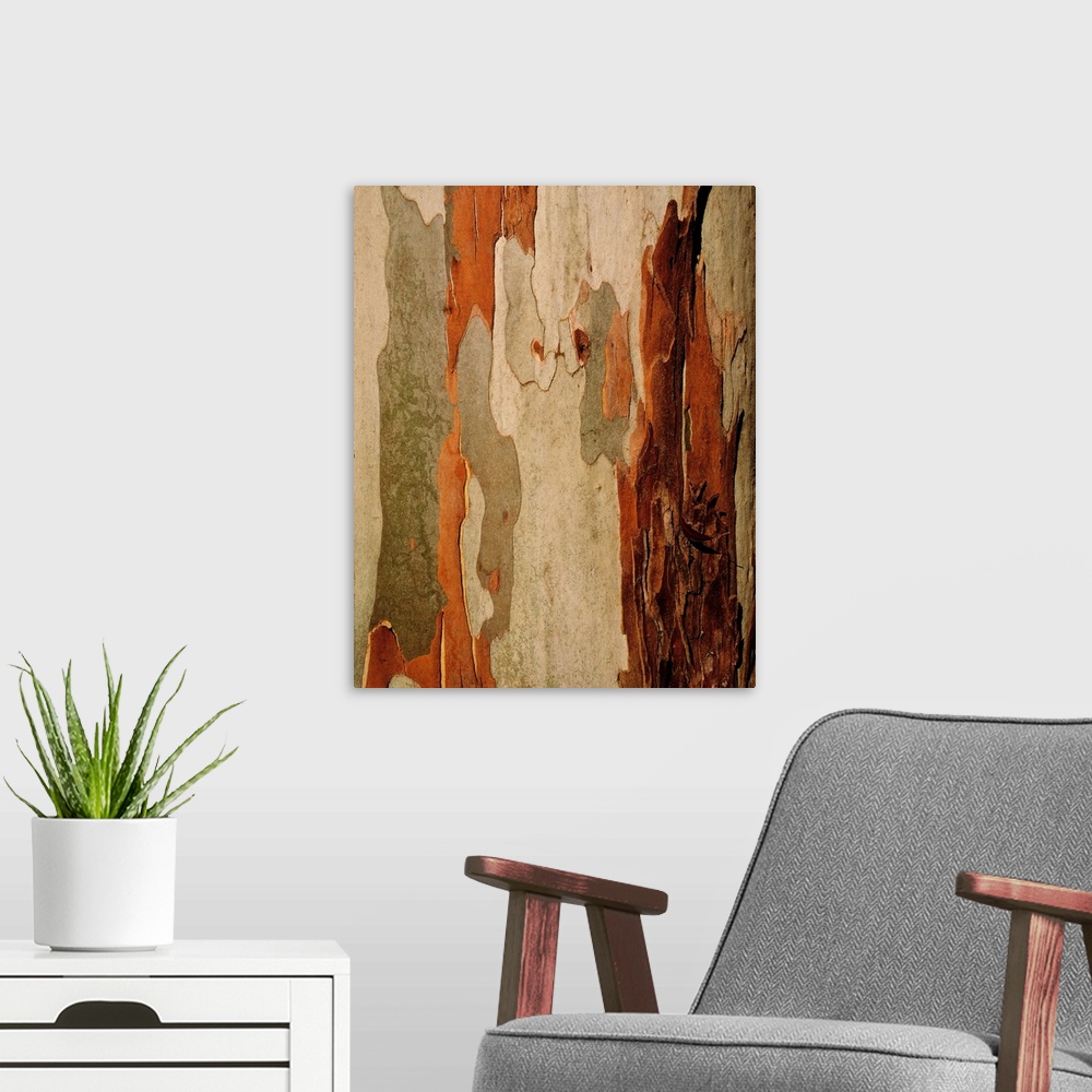 A modern room featuring Eucalyptus bark, mount usher, co Wicklow, Ireland.