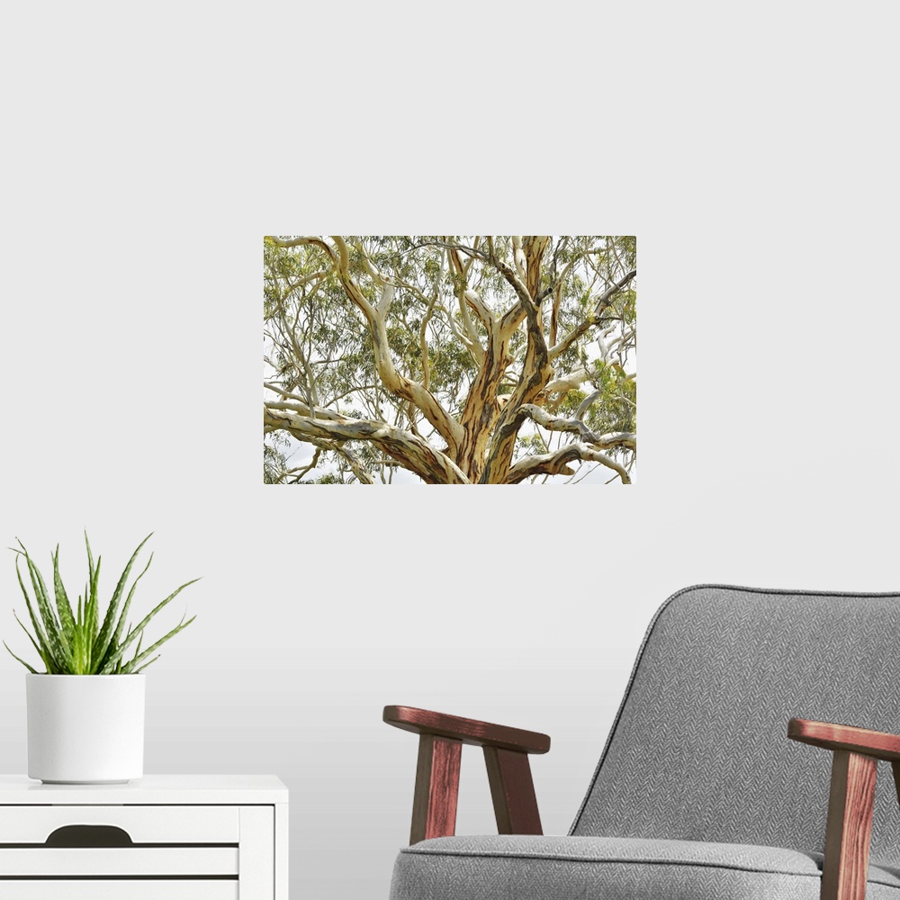A modern room featuring Eucalyptus Tree, Great Sandy National Park, Queensland, Australia