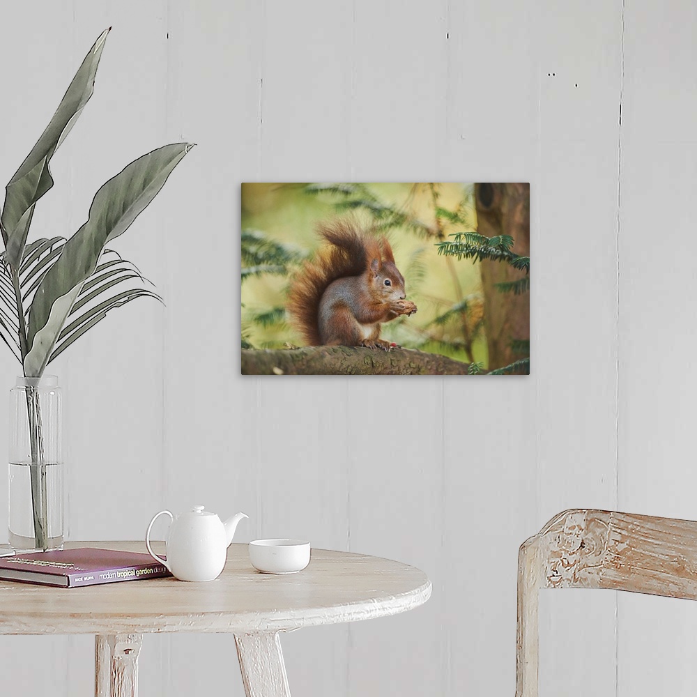 A farmhouse room featuring Eurasian red squirrel (Sciurus vulgaris), Bavaria, Germany