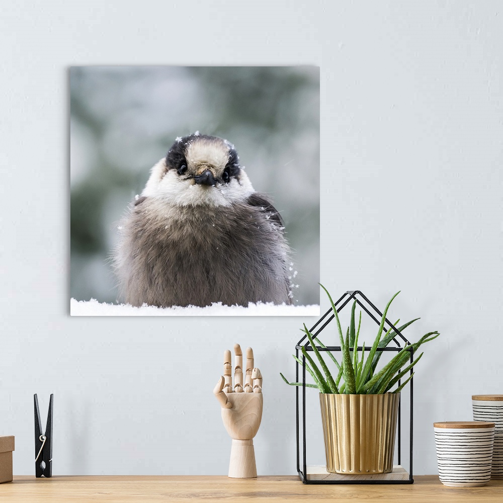 A bohemian room featuring Extreme close-up of a Grey Jay (Perisoreus canadensis) sitting in the snow and covered with snowf...
