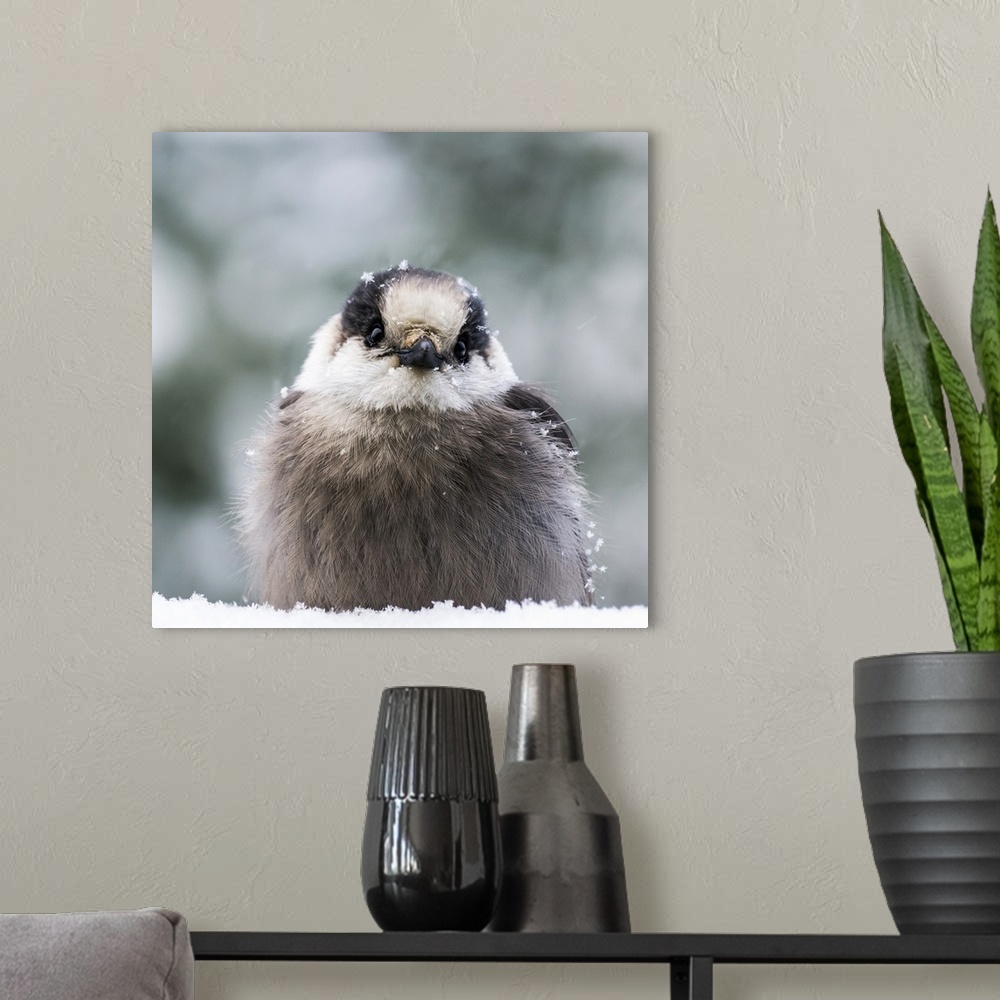 A modern room featuring Extreme close-up of a Grey Jay (Perisoreus canadensis) sitting in the snow and covered with snowf...