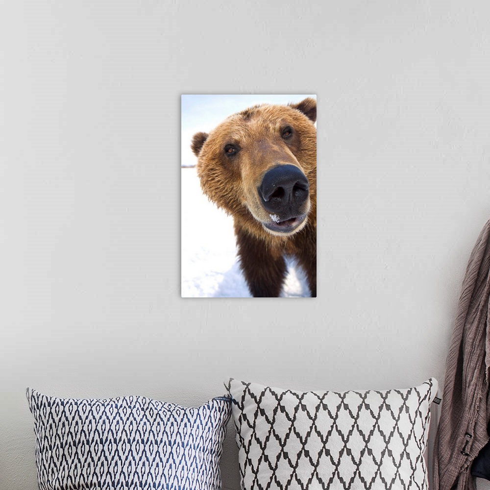 A bohemian room featuring Extreme Close-Up Of Brown Bear, Alaska Wildlife Conservation Center