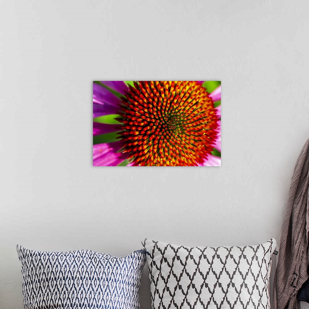 A bohemian room featuring Extreme close-up of echinacea stamens in full bloom; Calgary, Alberta, Canada.