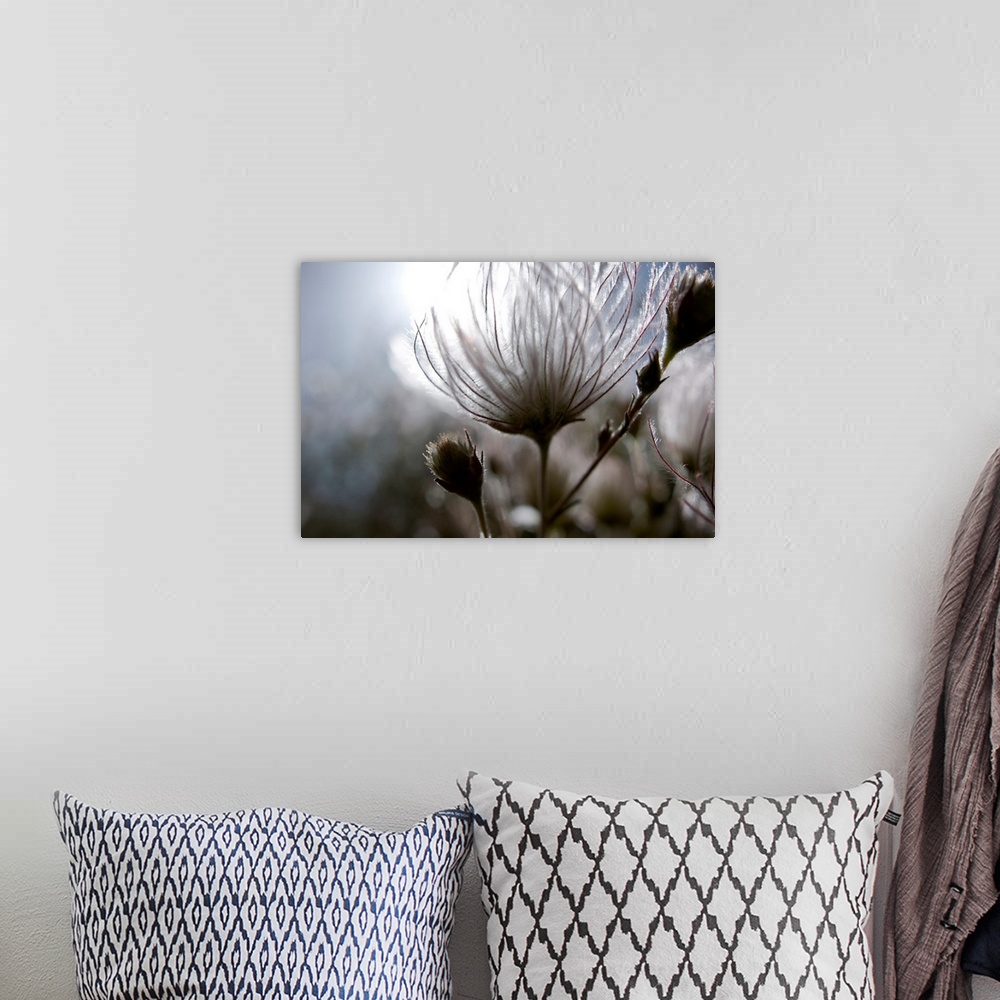 A bohemian room featuring Extreme Close-Up Of Fuzzy White Flower