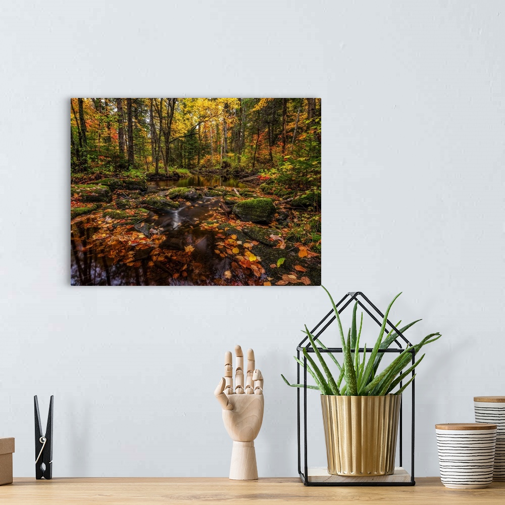 A bohemian room featuring Fall colours along a remote stream in rural Ontario, Algonquin Provincial Park; Ontario, Canada.