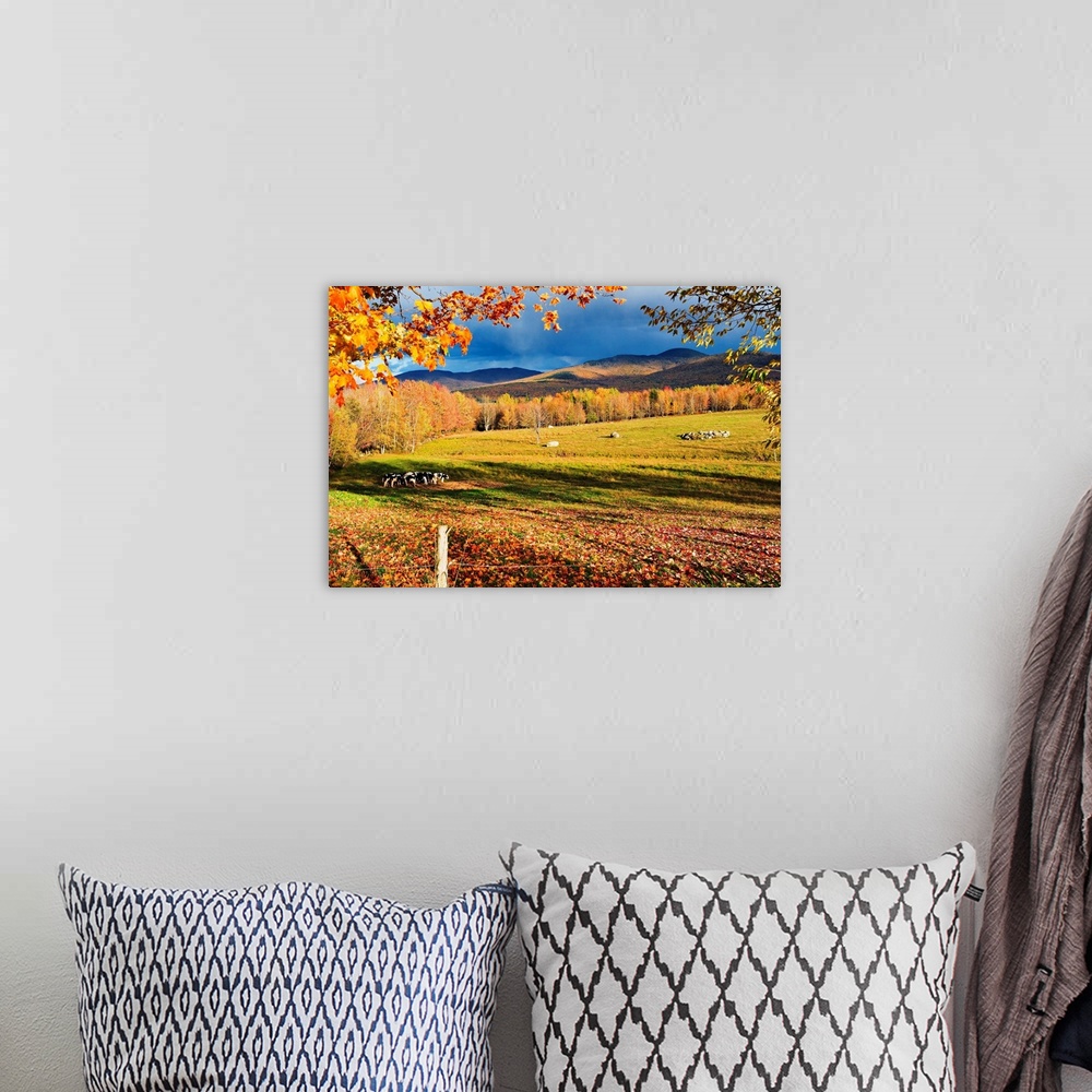 A bohemian room featuring Fall Colours, Cows In Field And Mont Sutton, Sutton, Quebec, Canada