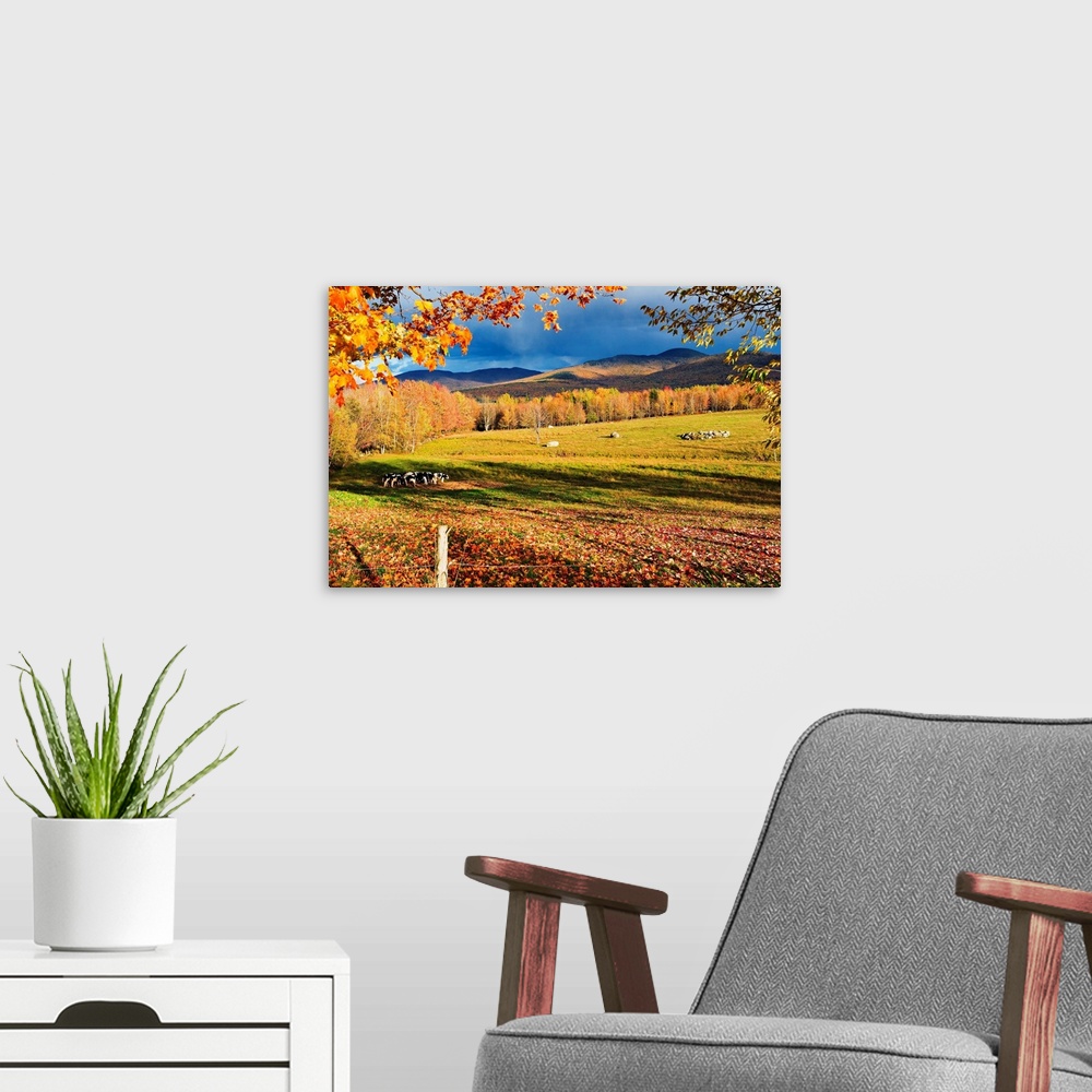 A modern room featuring Fall Colours, Cows In Field And Mont Sutton, Sutton, Quebec, Canada