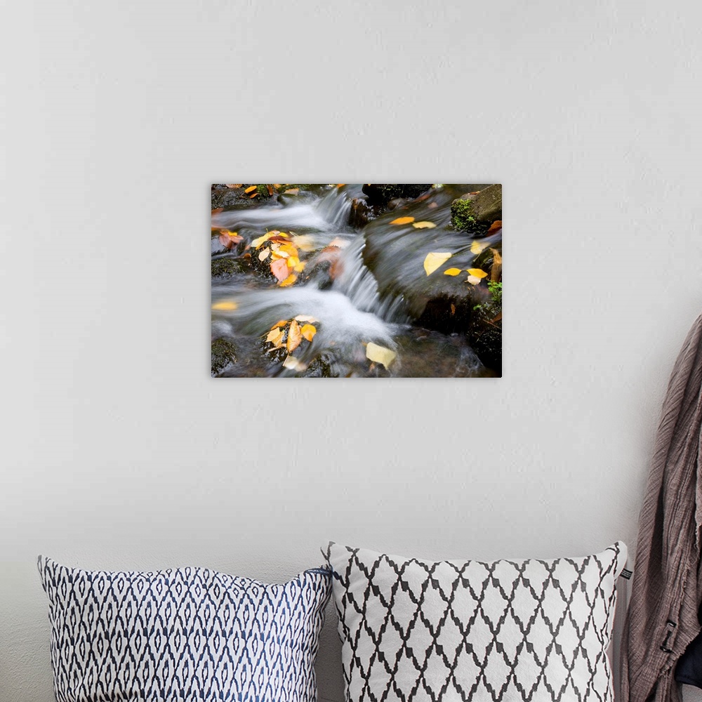 A bohemian room featuring Fall Leaves In Rushing Water