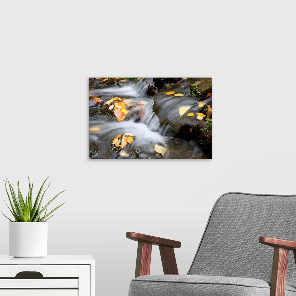 A modern room featuring Fall Leaves In Rushing Water