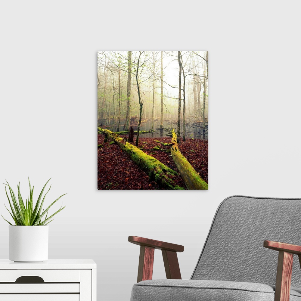 A modern room featuring Fallen, Moss-Covered Trees,  Cades Cove, Great Smoky Mountains National Park