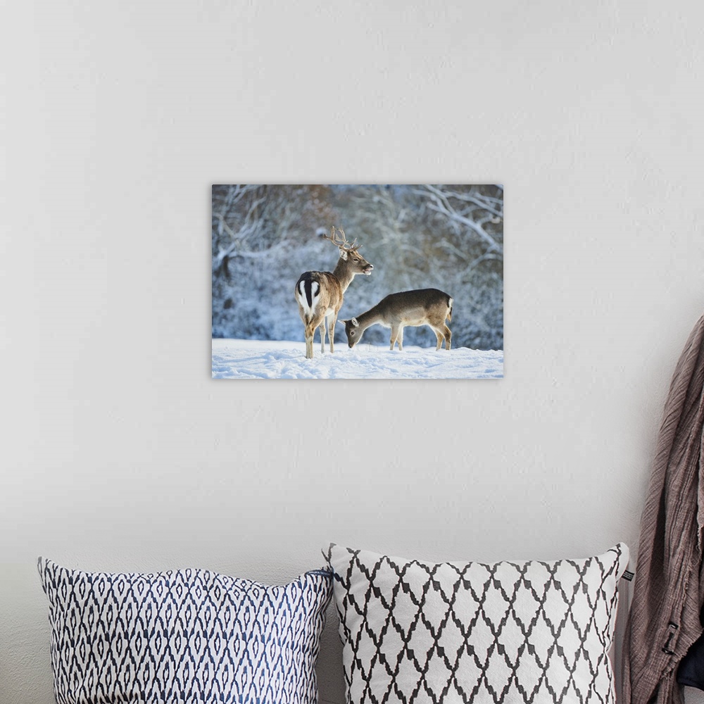 A bohemian room featuring Fallow deer (Dama dama) on a snowy meadow, Bavaria, Germany