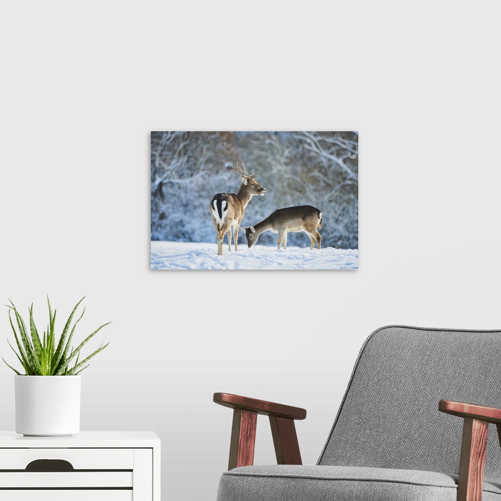 A modern room featuring Fallow deer (Dama dama) on a snowy meadow, Bavaria, Germany
