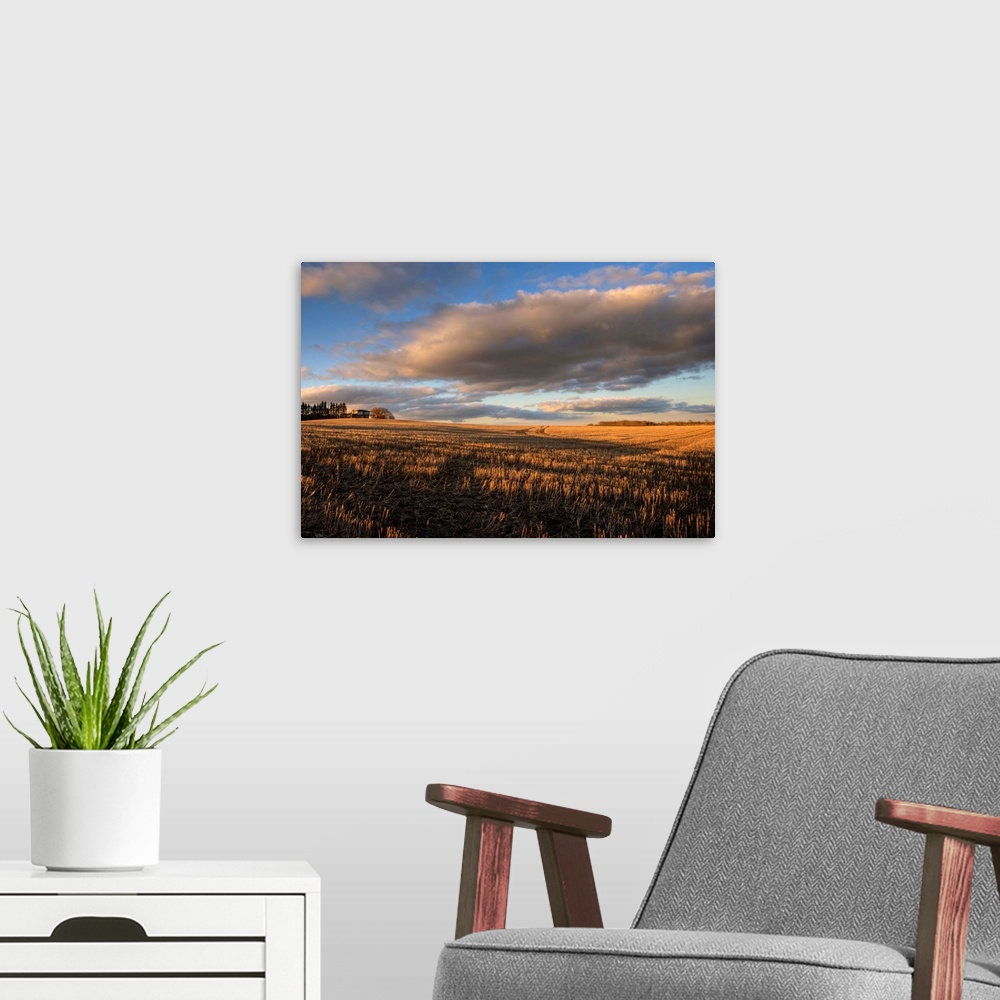 A modern room featuring Farm And Stubble In Fall During Harvest, Near Edmonton, Alberta, Canada