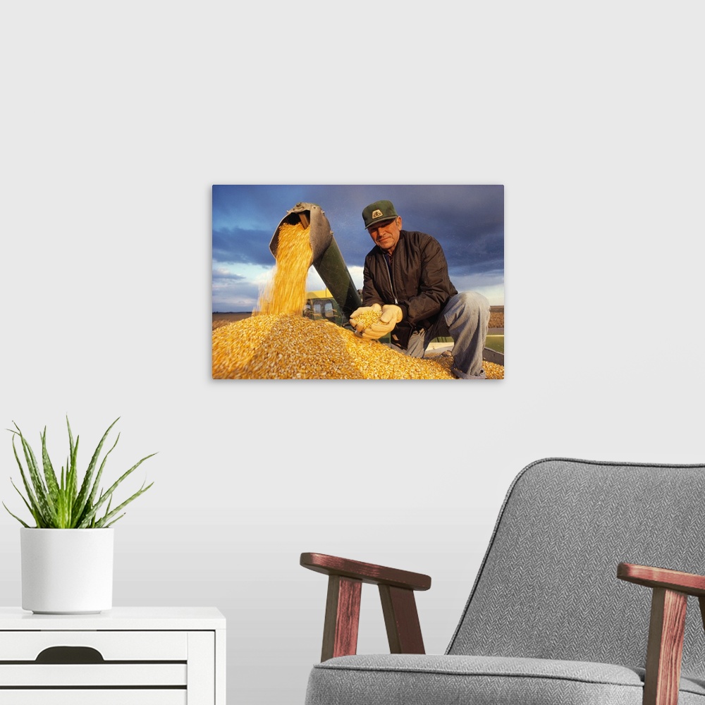 A modern room featuring Farmer in a grain wagon holding grain corn while combine is augering