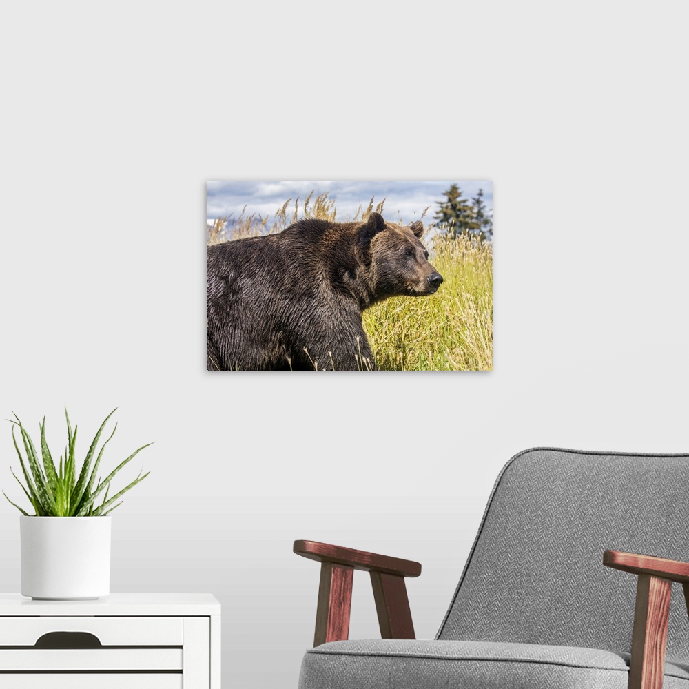 A modern room featuring Female Brown bear (Ursus arctic), captive animal, Alaska Wildlife Conservation Center; Portage, A...