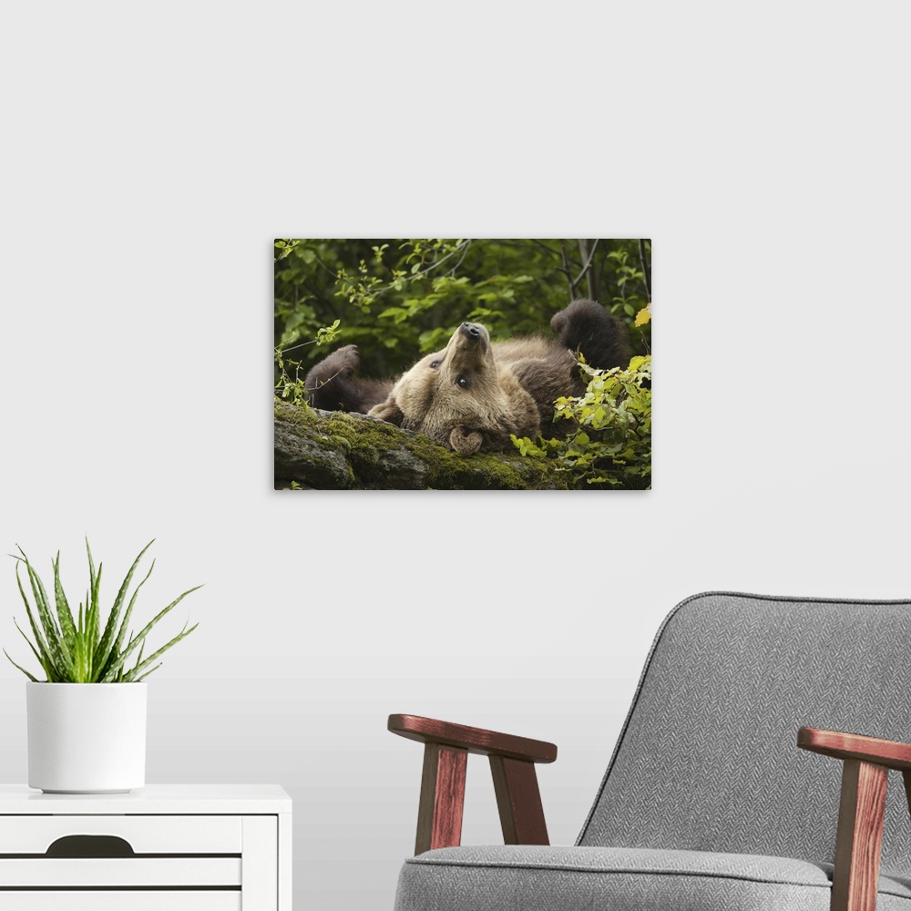 A modern room featuring Female Brown Bear Lying on Rock, Bavarian Forest National Park, Bavaria, Germany