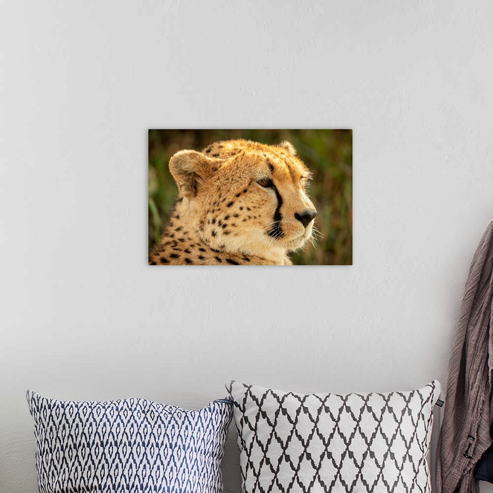 A bohemian room featuring Close-up of female cheetah (acinonyx jubatus) head facing right, klein's camp, Serengeti national...