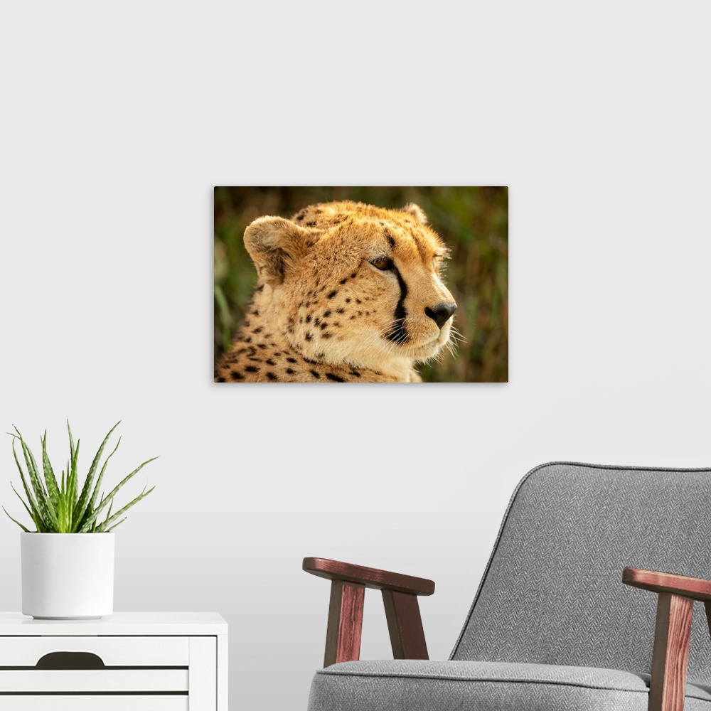 A modern room featuring Close-up of female cheetah (acinonyx jubatus) head facing right, klein's camp, Serengeti national...
