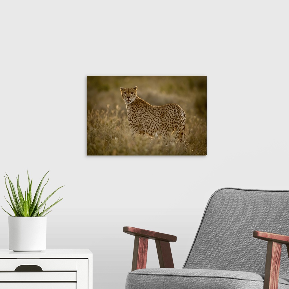 A modern room featuring Female cheetah (acinonyx jubatu) stands in grass watching camera, Serengeti national park, Tanzania.