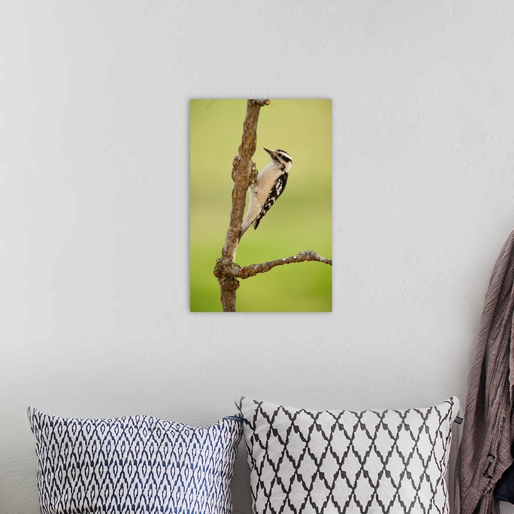 A bohemian room featuring Female downy woodpecker on a tree branch, Ohio United States of America