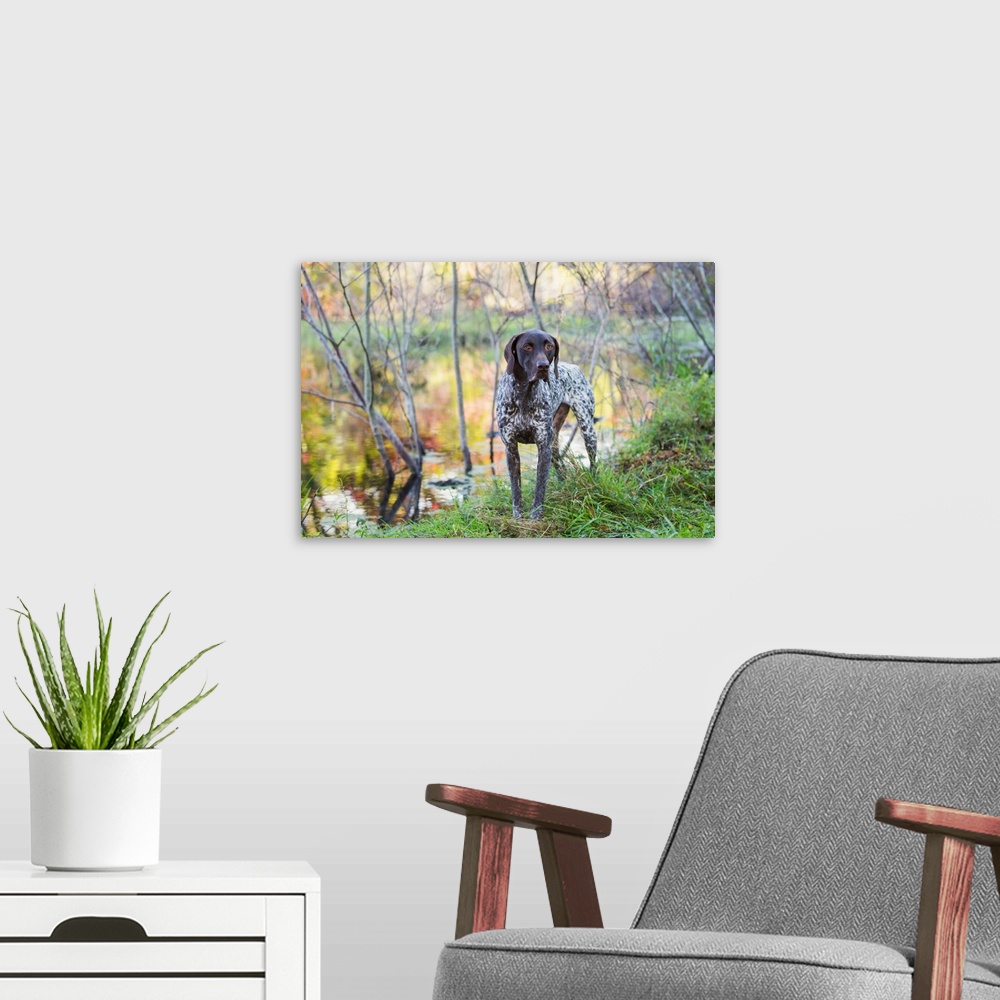 A modern room featuring Female German Shorthair Pointer in early autumn vegetation, Canterbury, Connecticut
