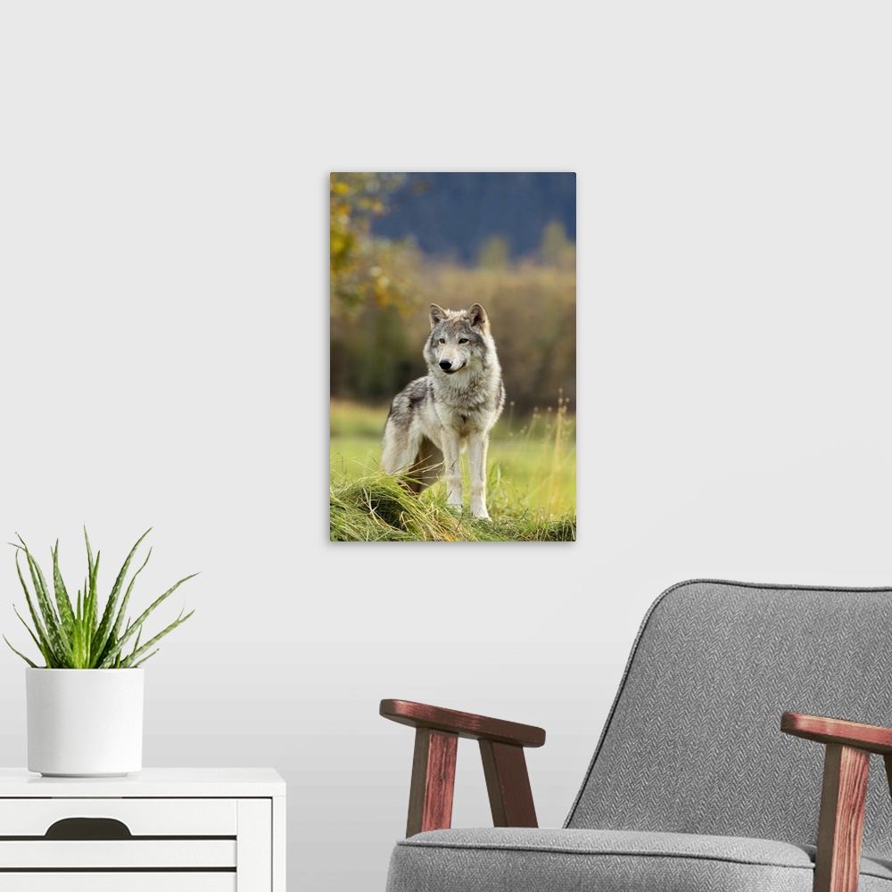 A modern room featuring Female Gray Wolf (canis lupus), captive, Alaska Wildlife Conservation Center, Portage, Alaska, Un...